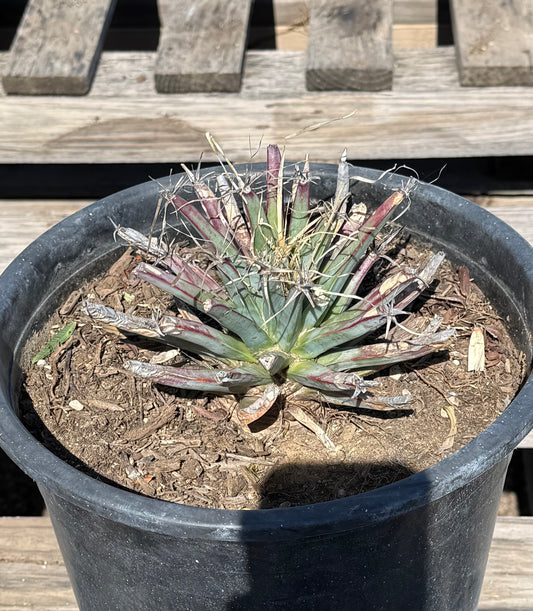 Leuchtenbergia principis S1 | Agave Cactus