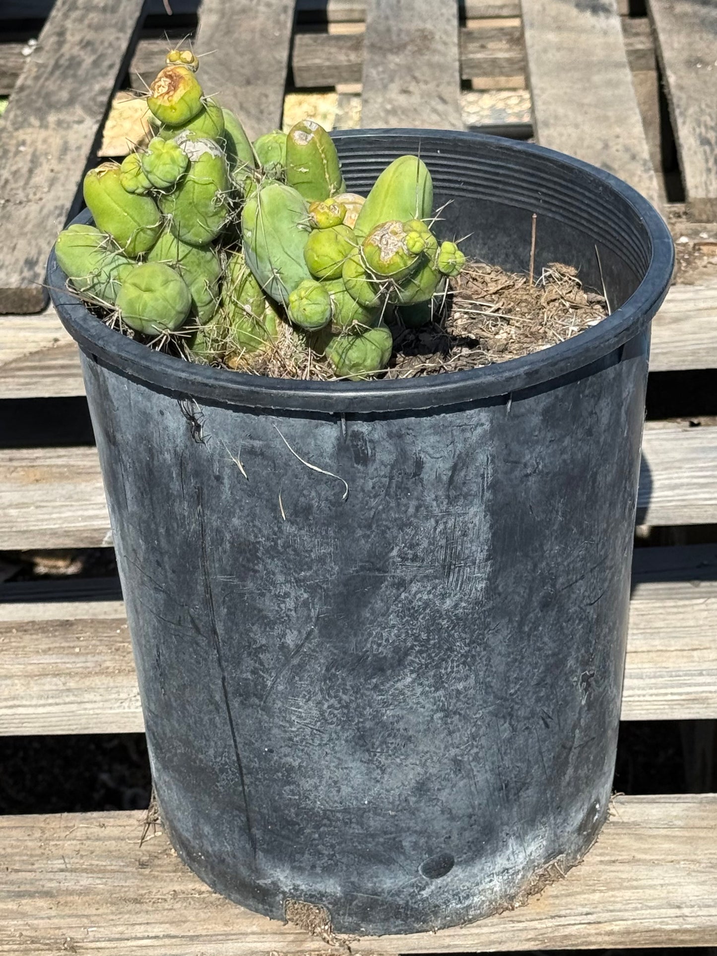 Monstrose Cactus S11