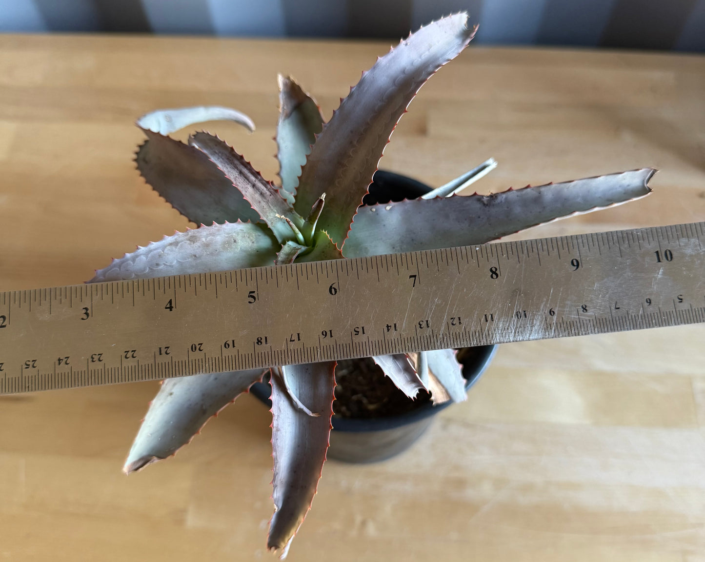 1gal Aloe acutissima S33