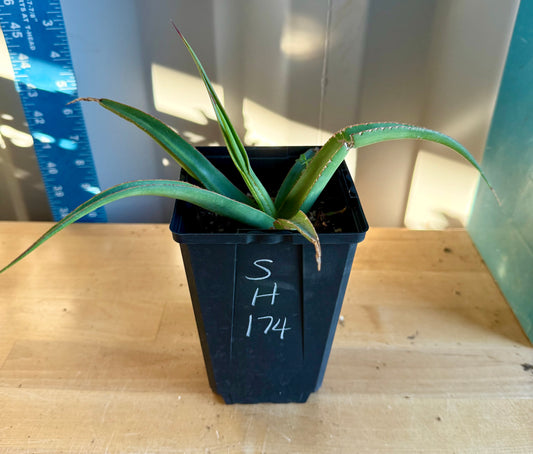 Agave bracteosa 'Mateo' SH174