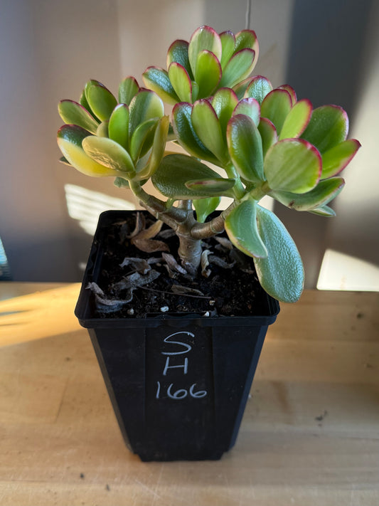 Lemon Lime Jade SH166 | Crassula ovata 'Lemon & Lime'