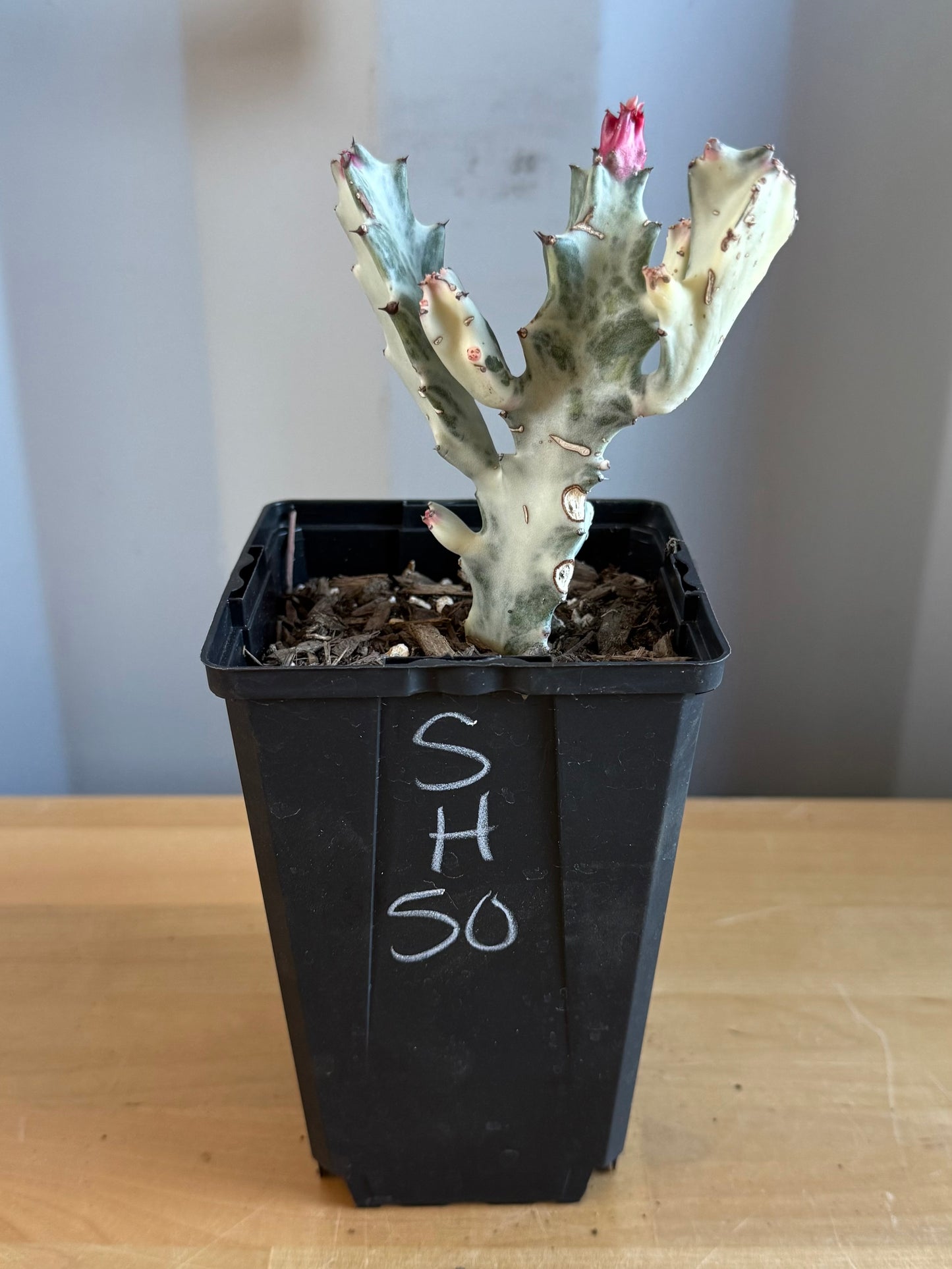 4-inch ‘Dragon Bones’ | Euphorbia lactea variegata ‘White Ghost’ SH50
