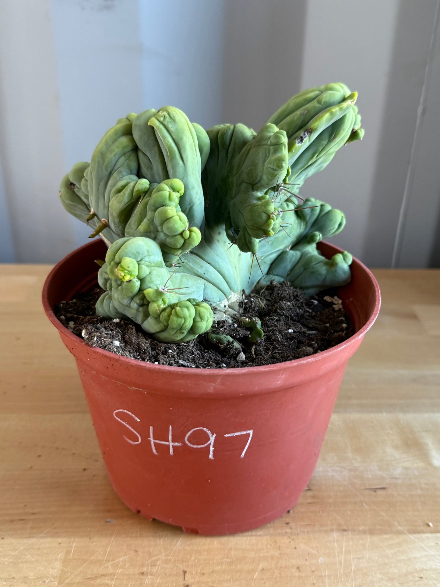 Crested Monstrose Cactus SH97