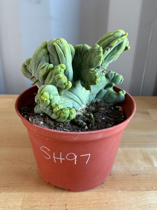 Crested Monstrose Cactus SH97