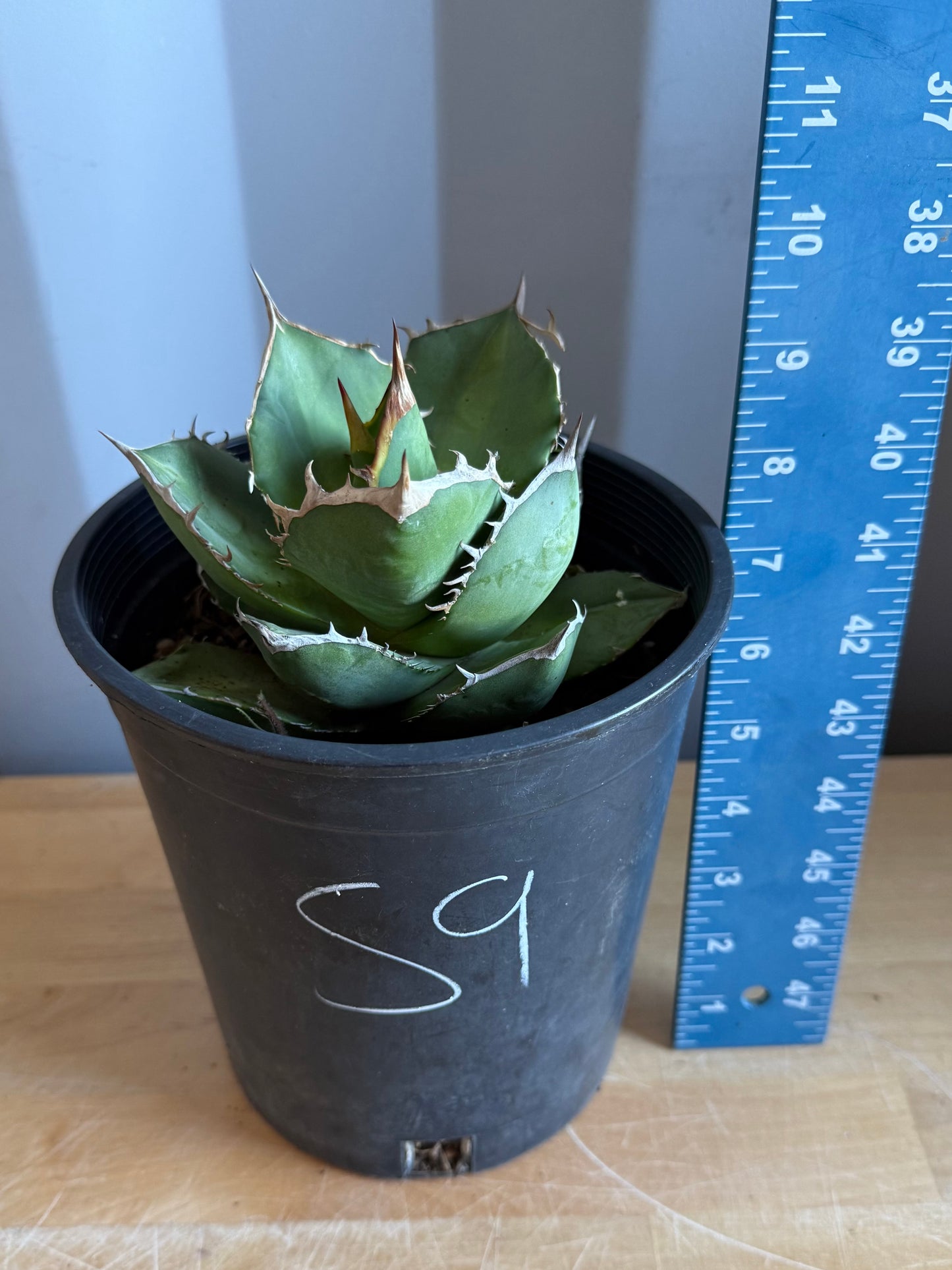 Agave titanota S9