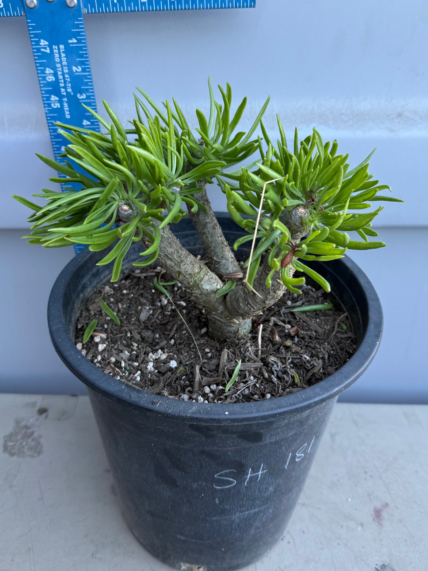 5gal Tylecodon dinteri SH181