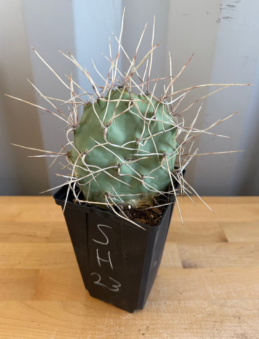 Opuntia sulphurea' SH23 | Sulphur Prickly Pear