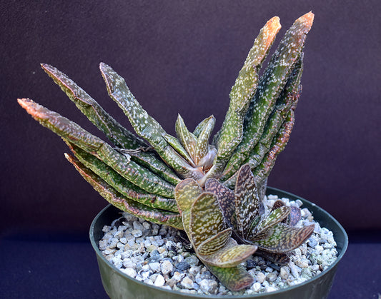 Gasteria disticha 3g