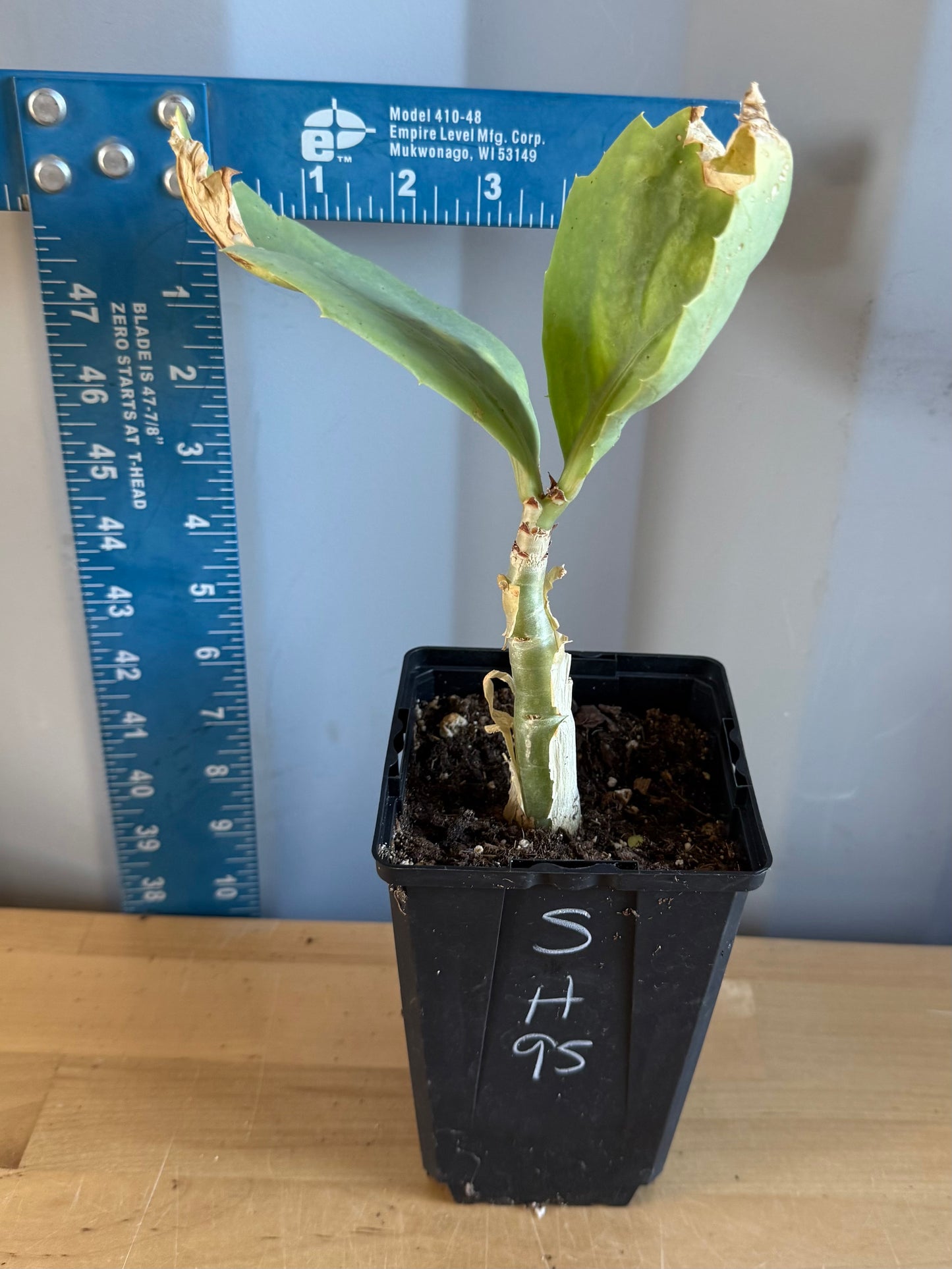 4-inch Cyphostemma cirrhosum SH95