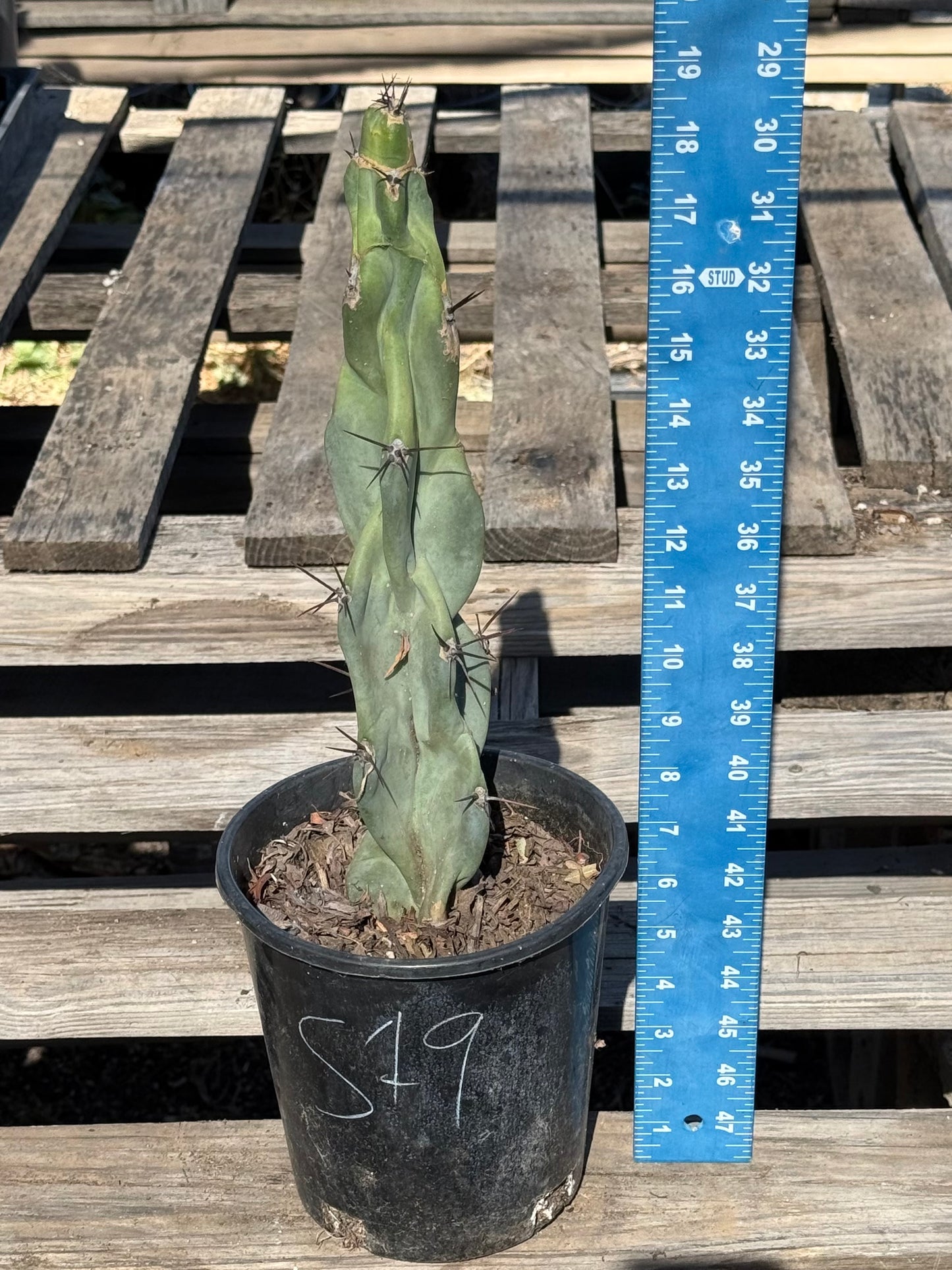 Cereus forbesii S19