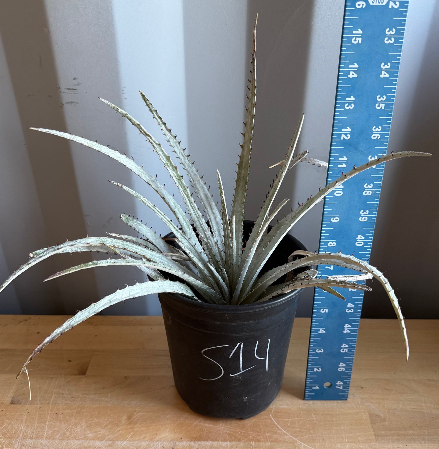 Silver Dyckia S14