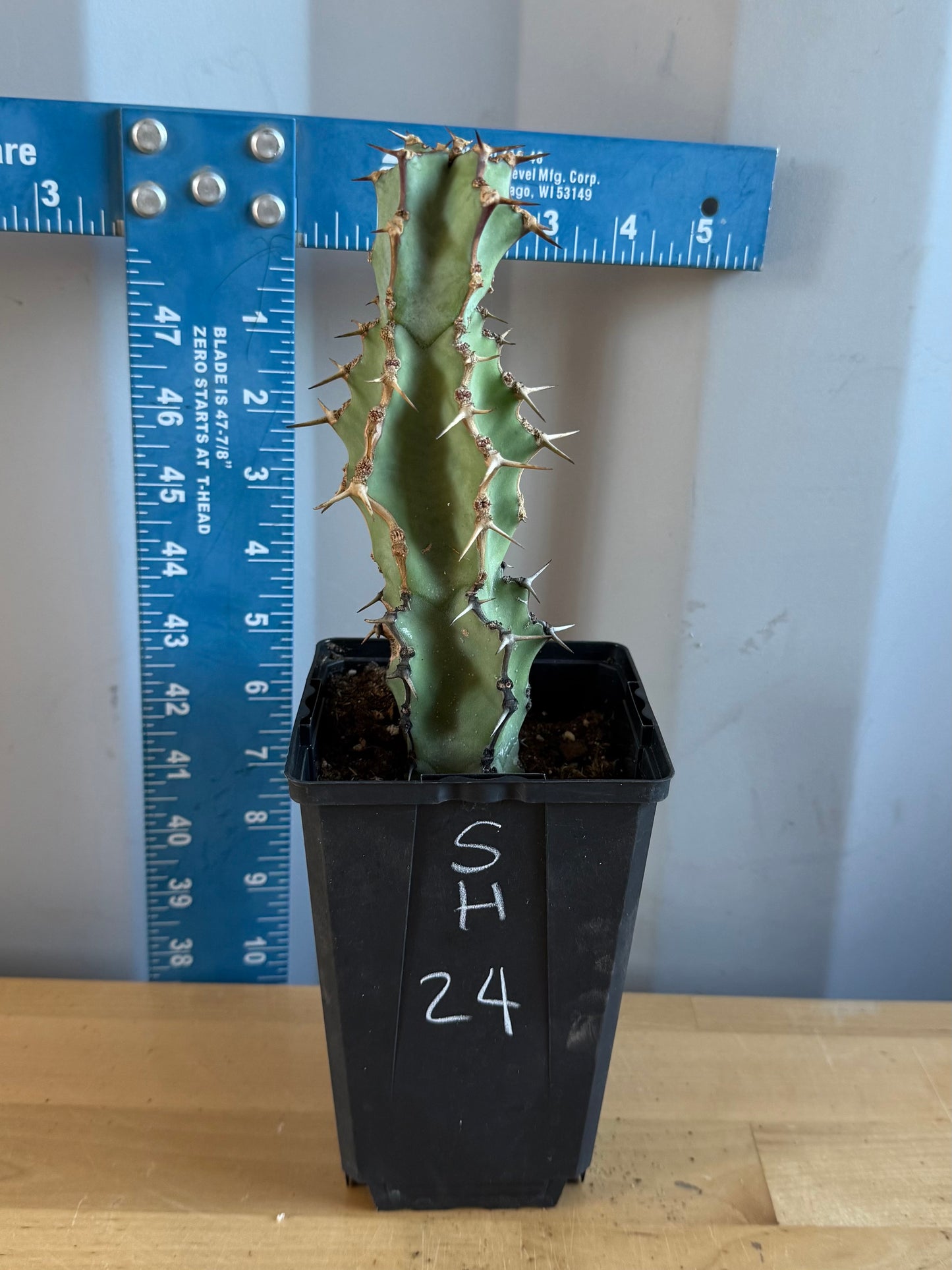 Euphorbia coerulescens SH24