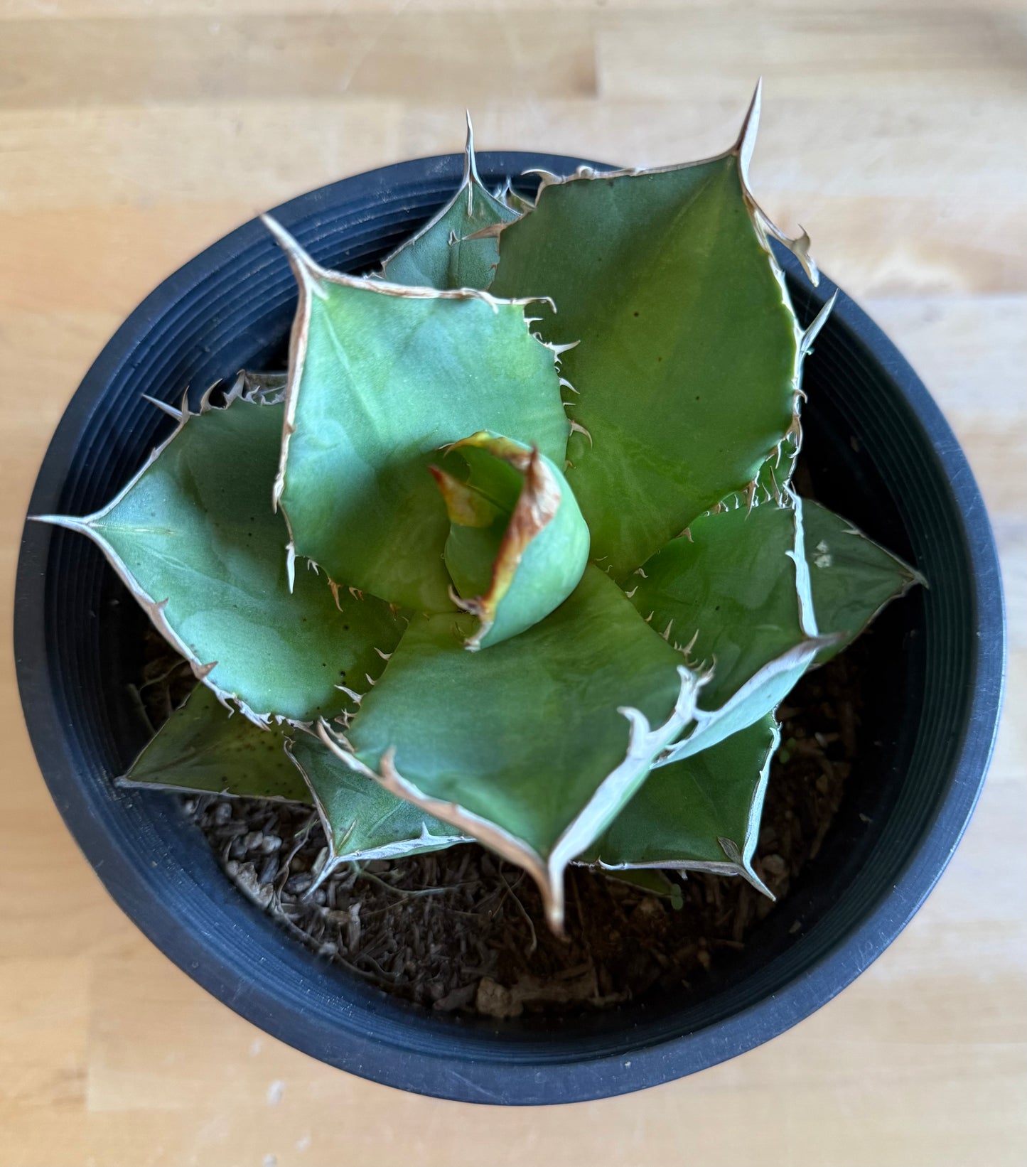Agave titanota S9