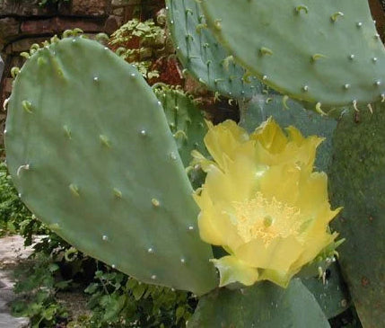 Opuntia cacanapa 'Ellisiana' 3g