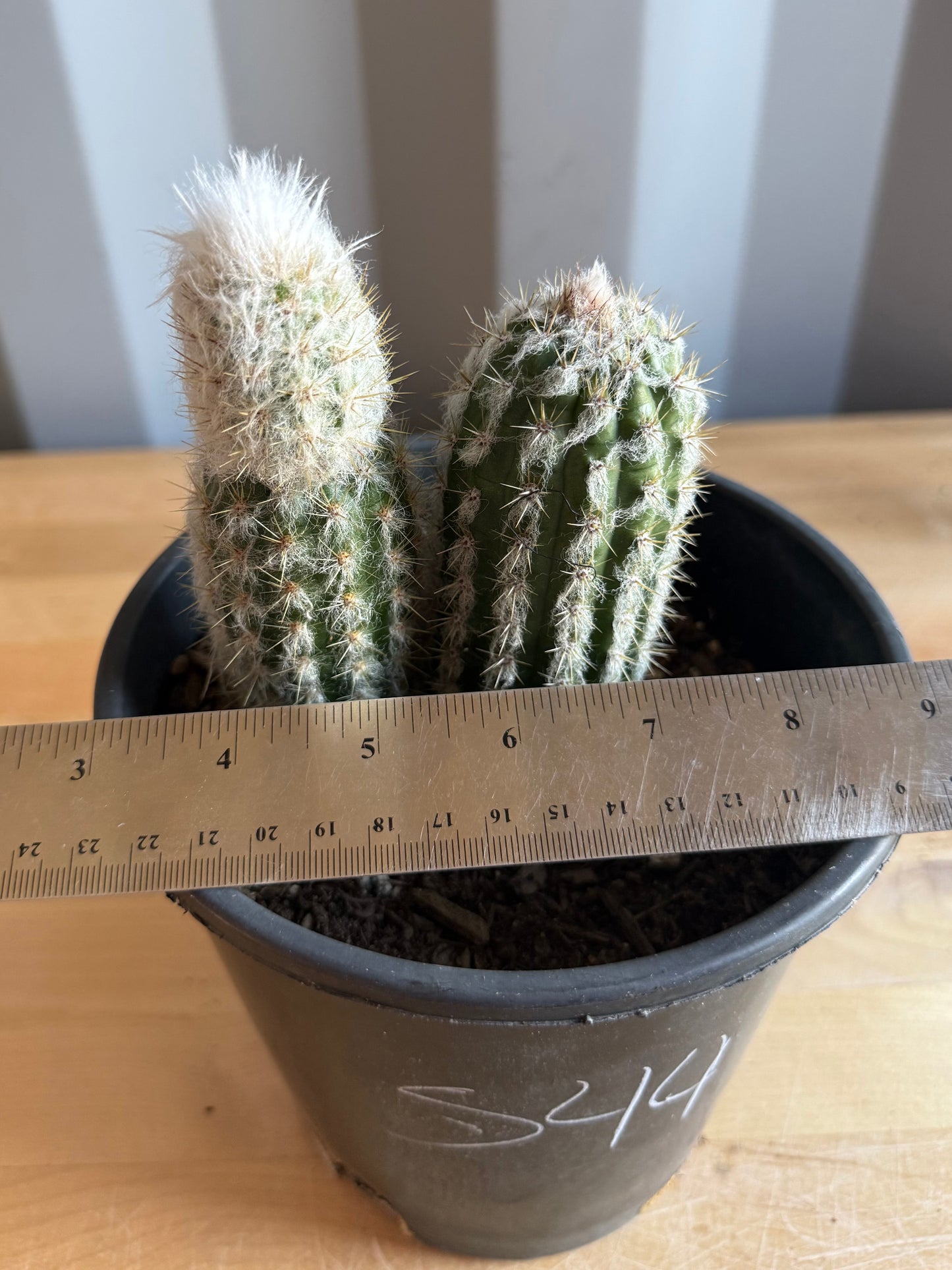 Old Man of the Andes | Oreocereus doelzianus S44