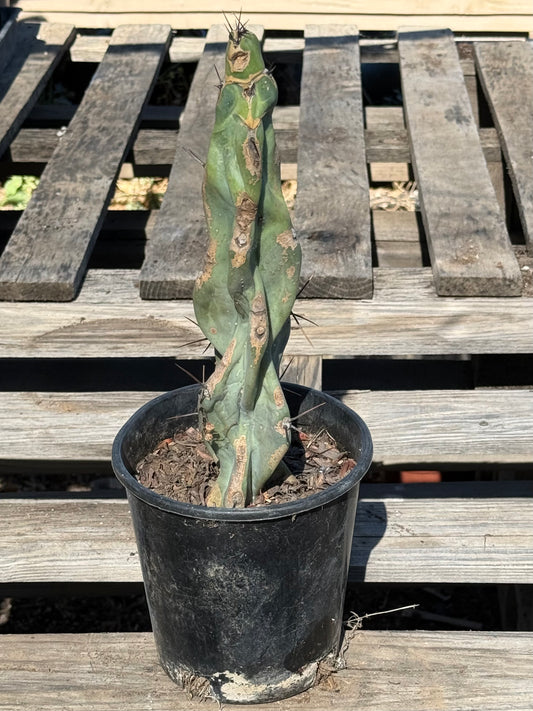 Cereus forbesii S19