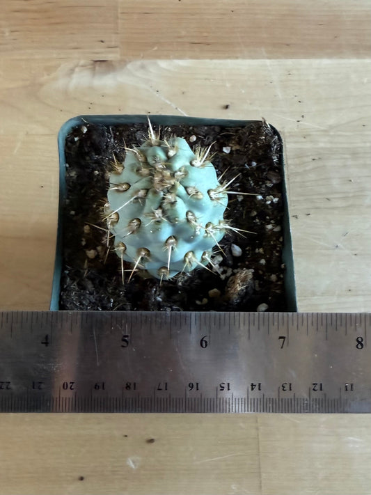 4-inch Miqueliopuntia miquelii SH74 | Opuntia miquelii