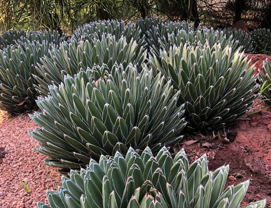 Agave victoriae-reginae 'Porcupine' 3g