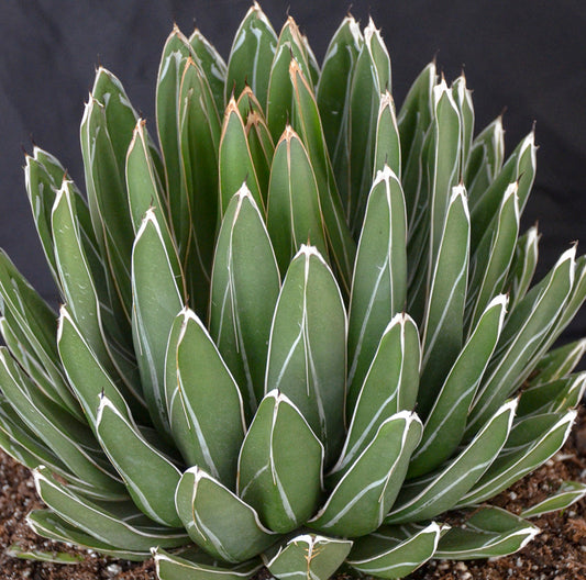 Agave victoriae-reginae 'Porcupine' 1g