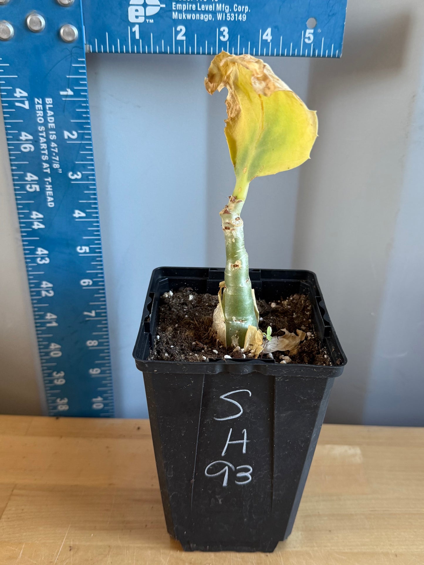 4-inch Cyphostemma cirrhosum SH93