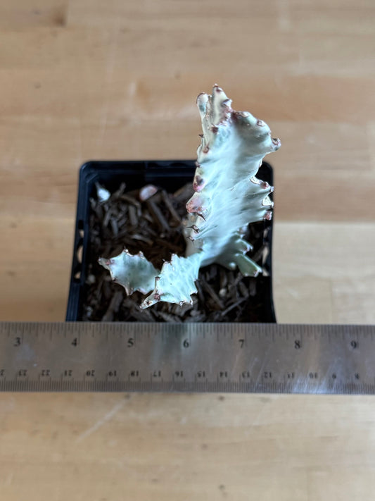 4-inch ‘Dragon Bones’ | Euphorbia lactea variegata ‘White Ghost’ SH49