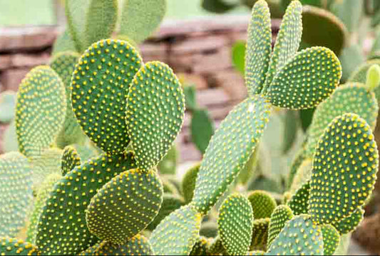 Opuntia microdasys 'Funny Bunny' 6in