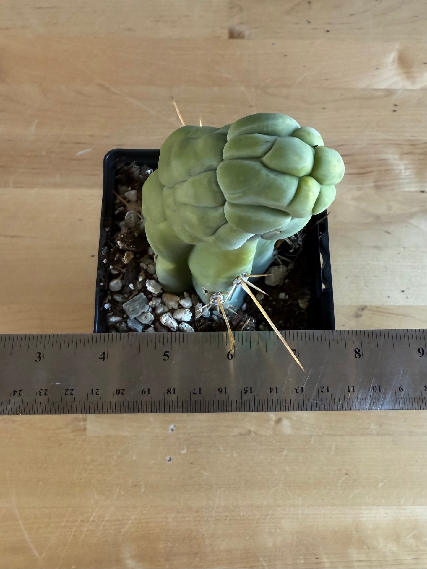 Bruce’s Dragon Cactus SH7