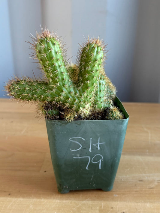 Crested Golden 'Rat Tail' Cactus | Cleistocactus winteri cristata SH79