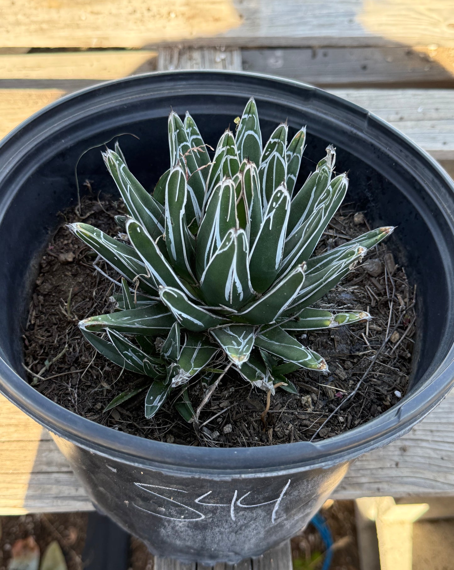 Agave victoriae-reginae S44 | Queen Victoria Agave