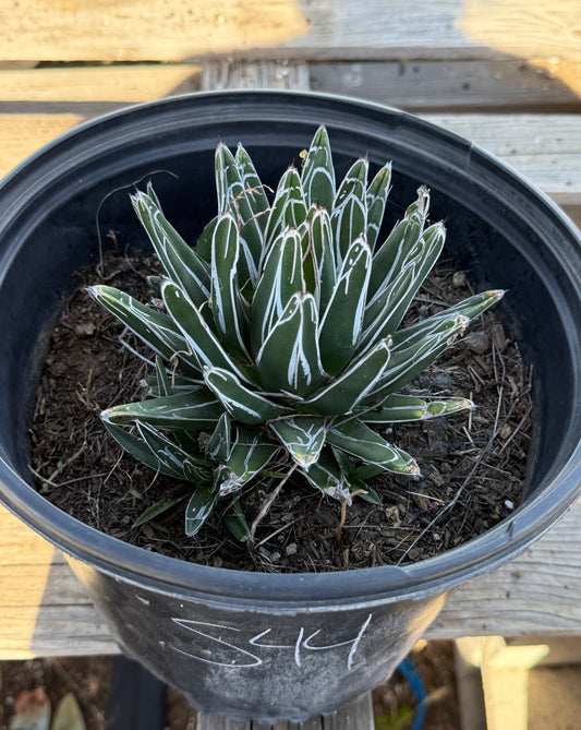 Agave victoriae-reginae S44 | Queen Victoria Agave