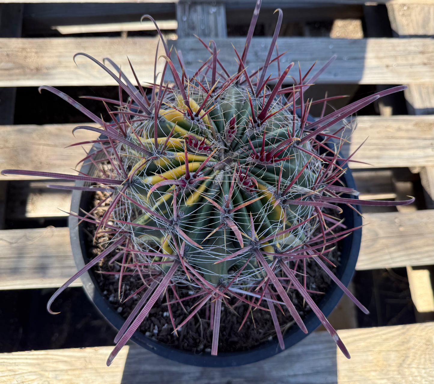 SUPER RARE Variegated Barrel Cactus S53