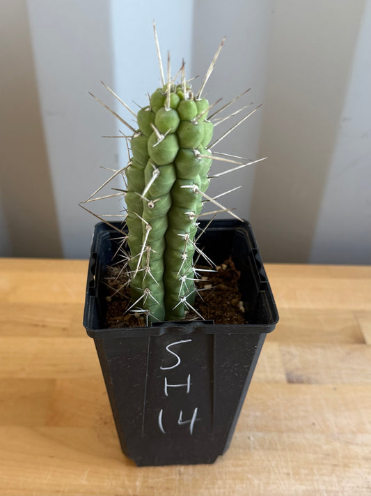 4-inch Rauhocereus riosaniensis SH14 | Rauhocereus riosaniensis ssp. jaenensis