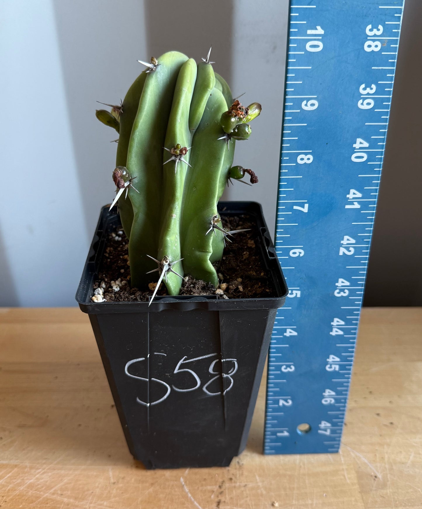 4-inch Myrtillocactus geometrizans S58