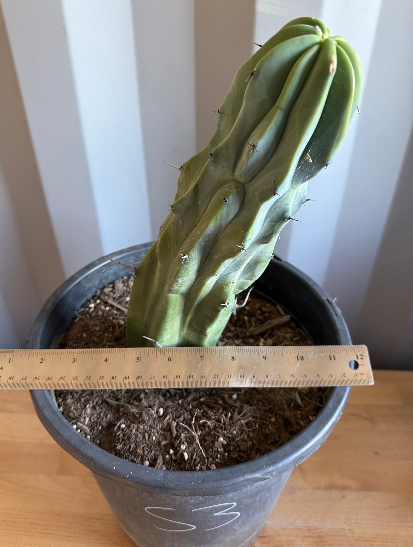 Myrtillocactus geometrizans S3