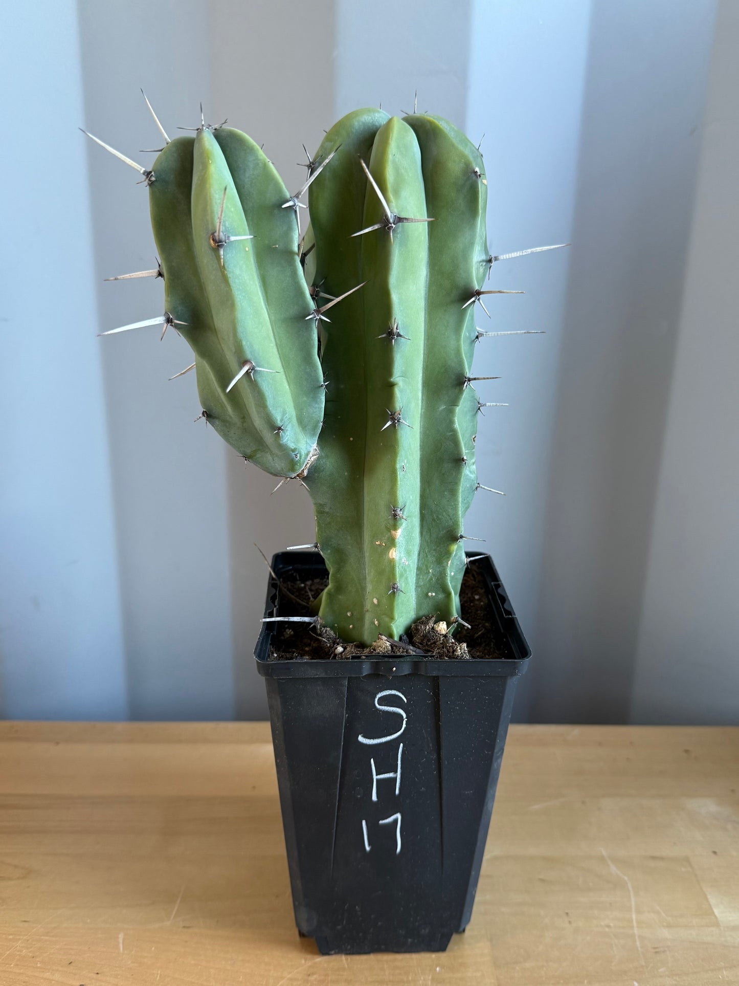 Myrtillocactus geometrizans SH17