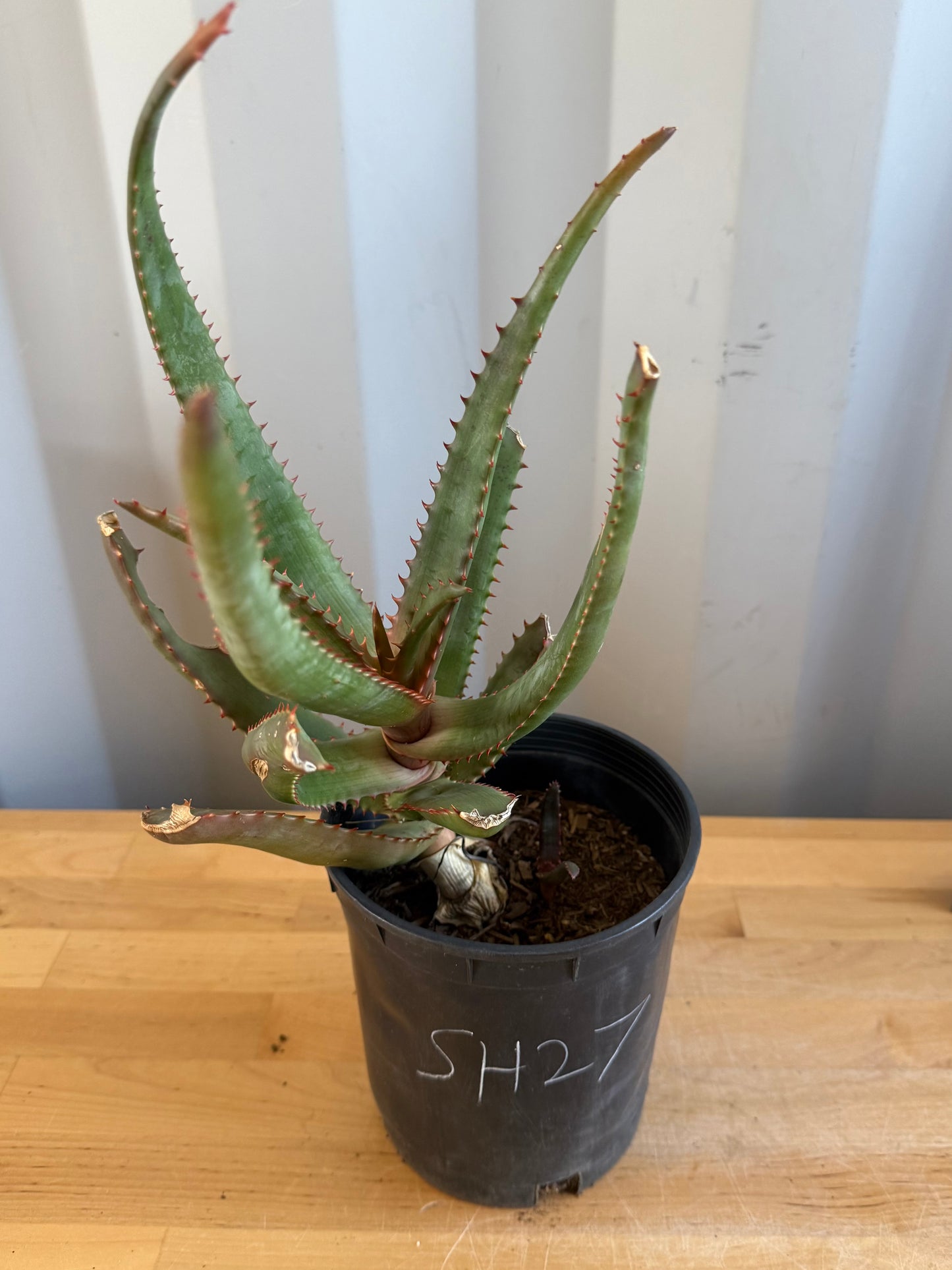 Aloe cameronii hybrid SH27