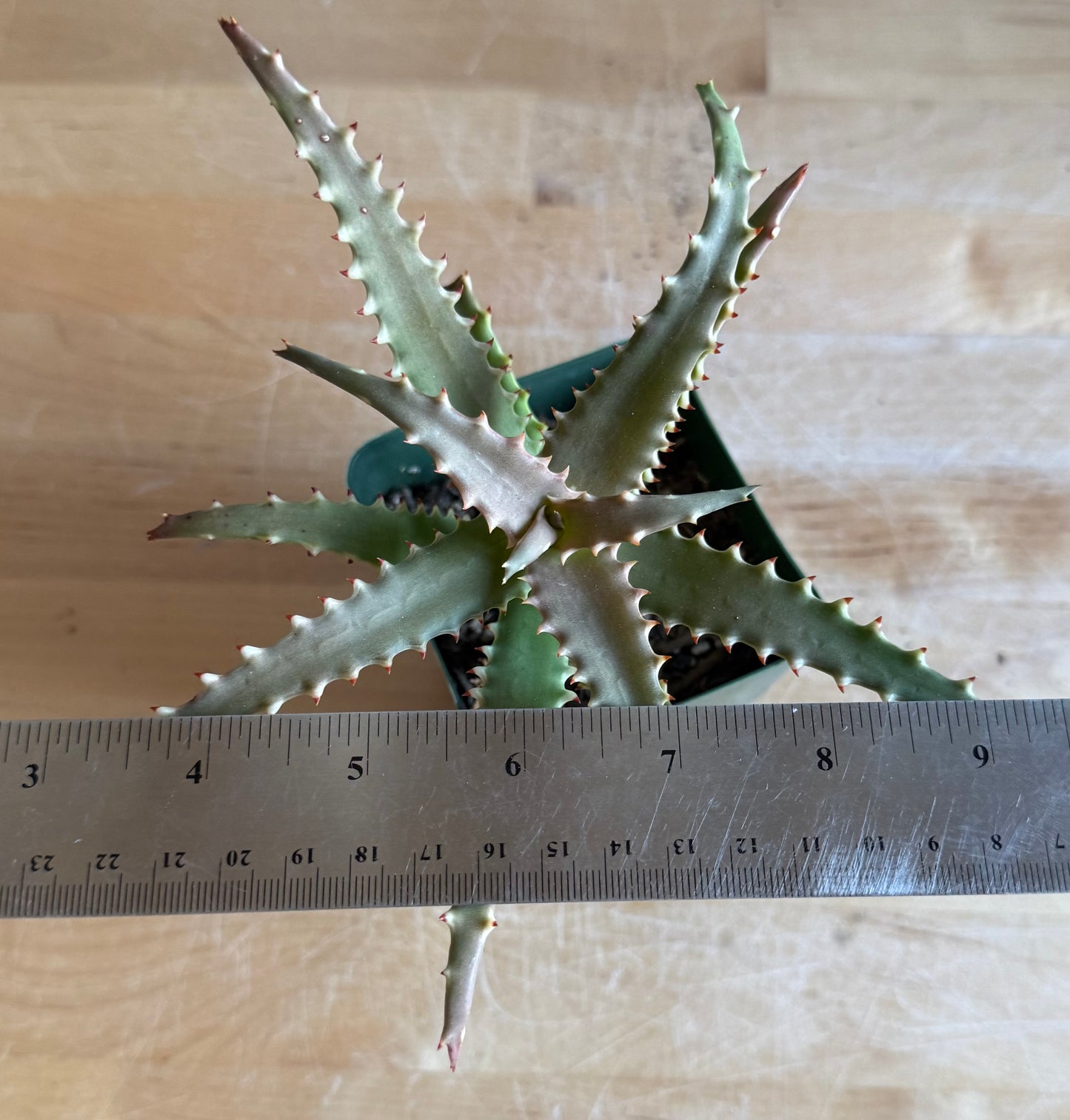 4-inch Crocodile Aloe S65