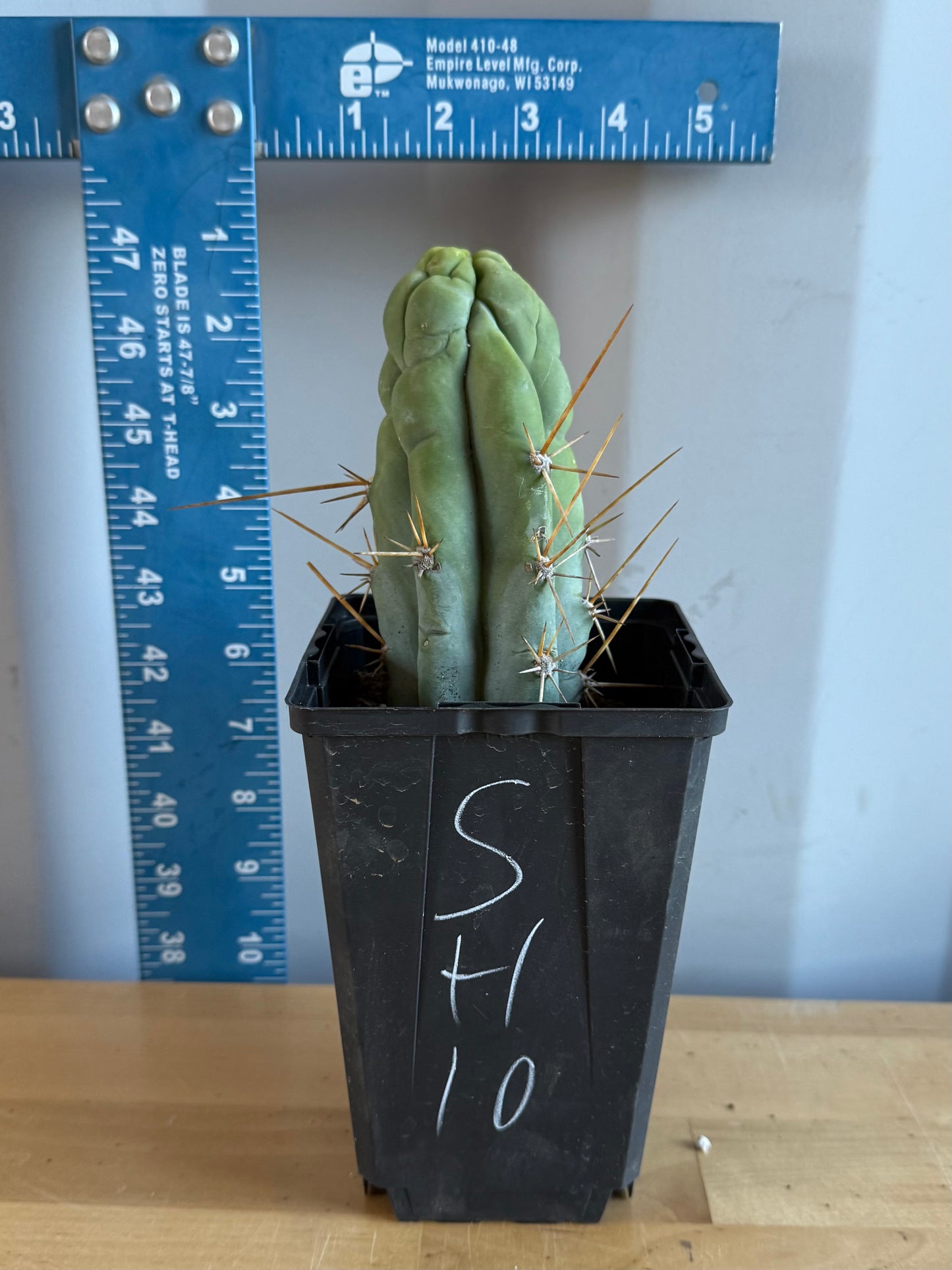 Bruce’s Dragon Cactus SH10