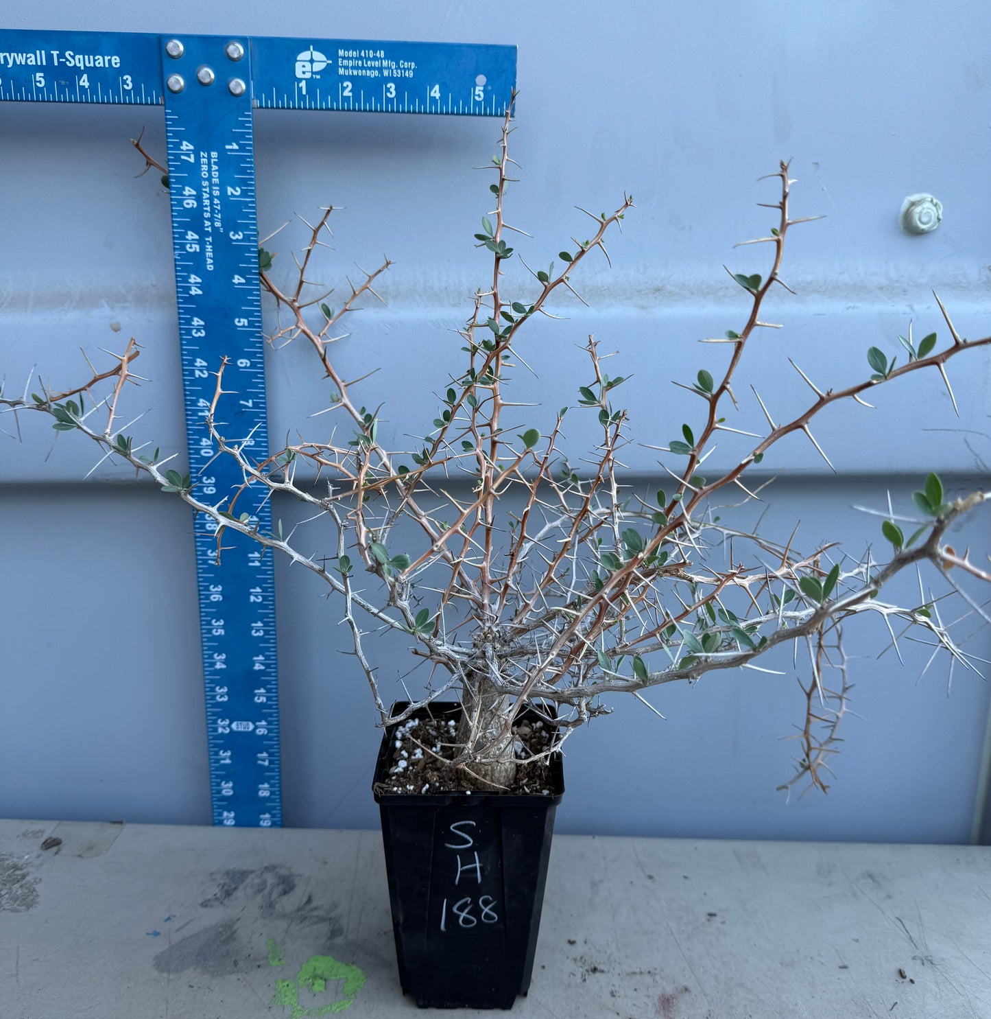 Boojum Tree SH188 | Fouquieria columnaris