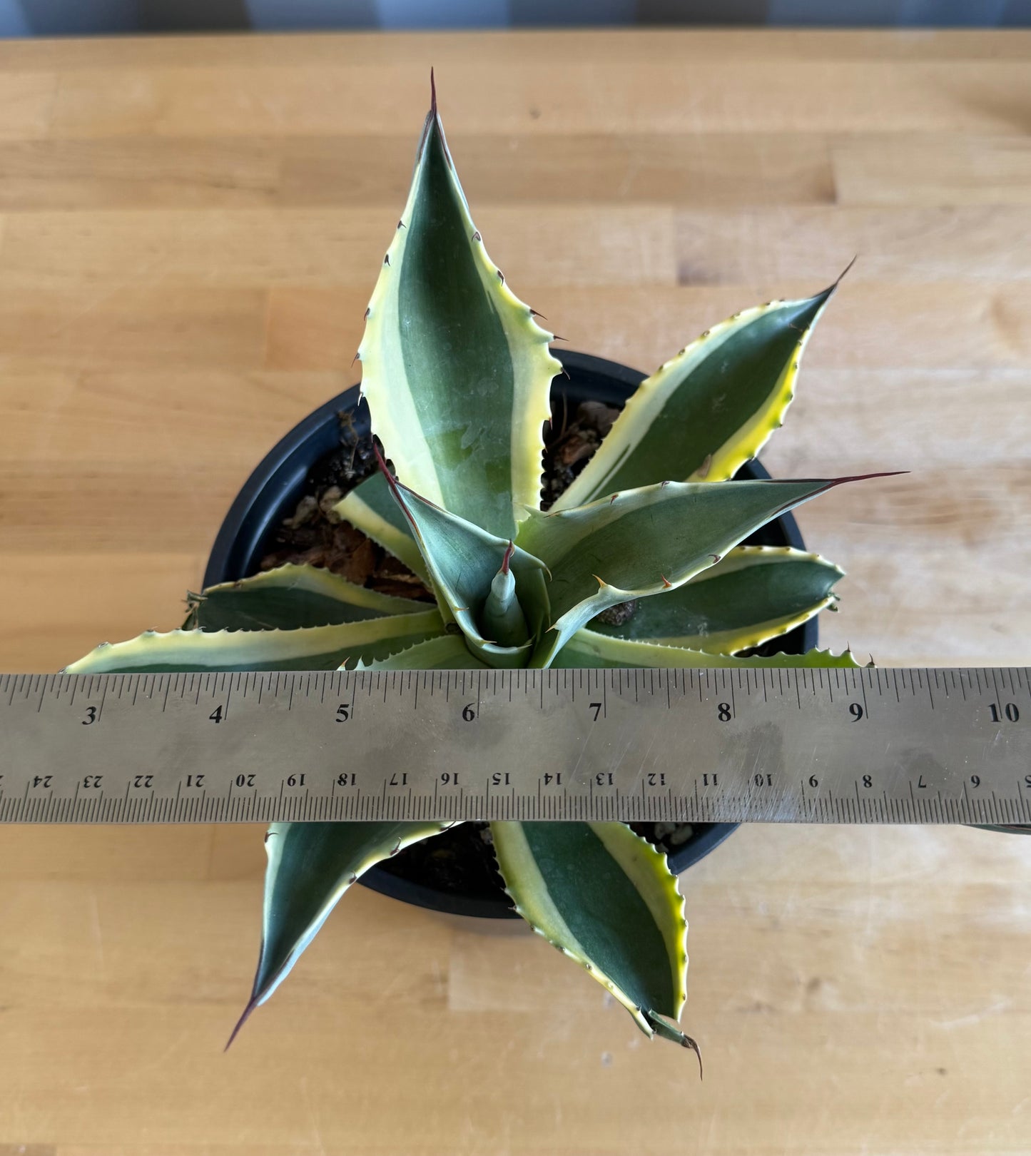 Orca Variegated Whale's Tongue Agave SH3 | Agave ovatifolia 'Orca' variegata