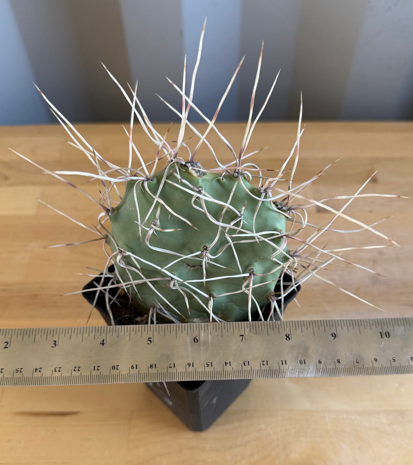 Opuntia sulphurea' SH23 | Sulphur Prickly Pear