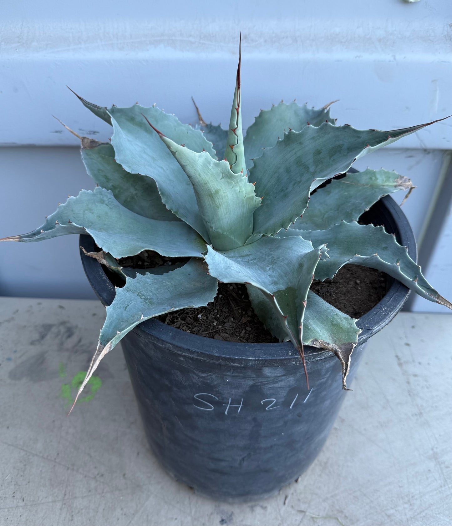 Whale's Tongue Agave SH2111 | Agave ovatifolia