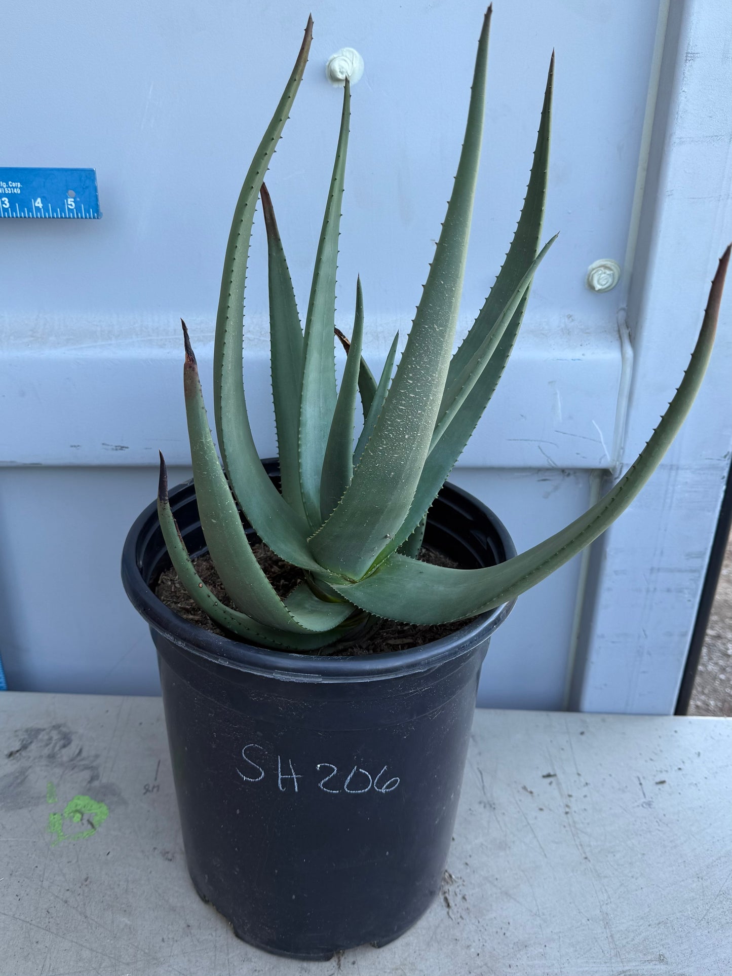 5gal Aloe Wickensii SH206
