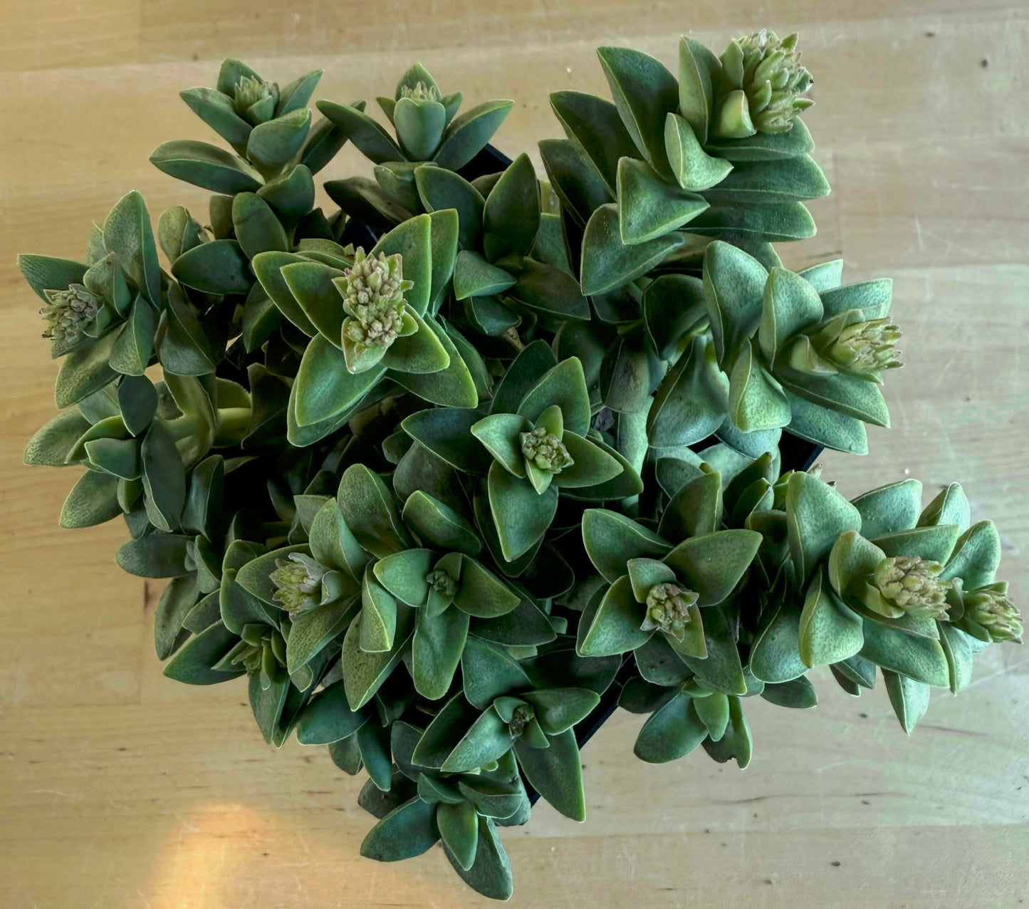 4-inch Crassula ‘Springtime’ SH175