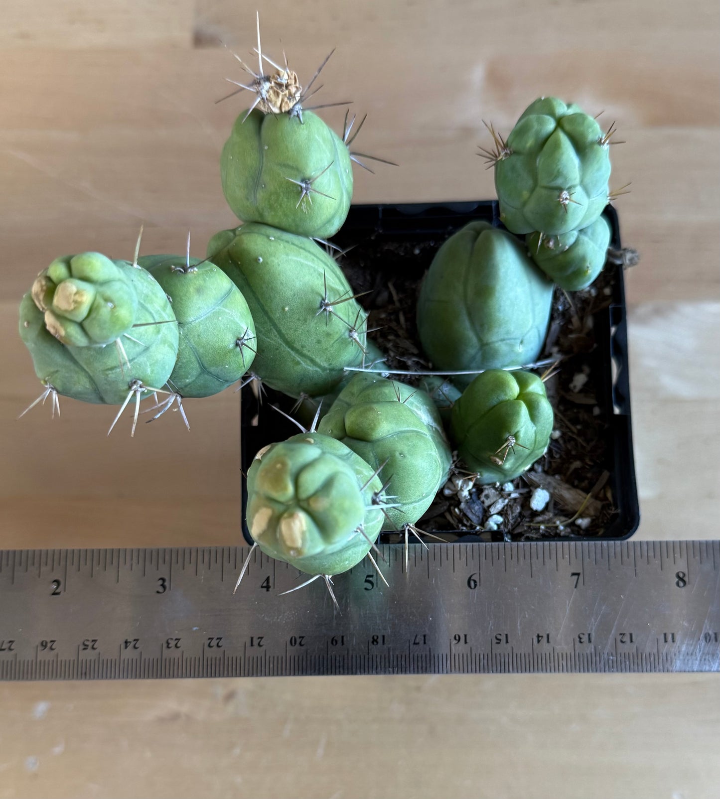 4-inch Monstrose Cactus SH35