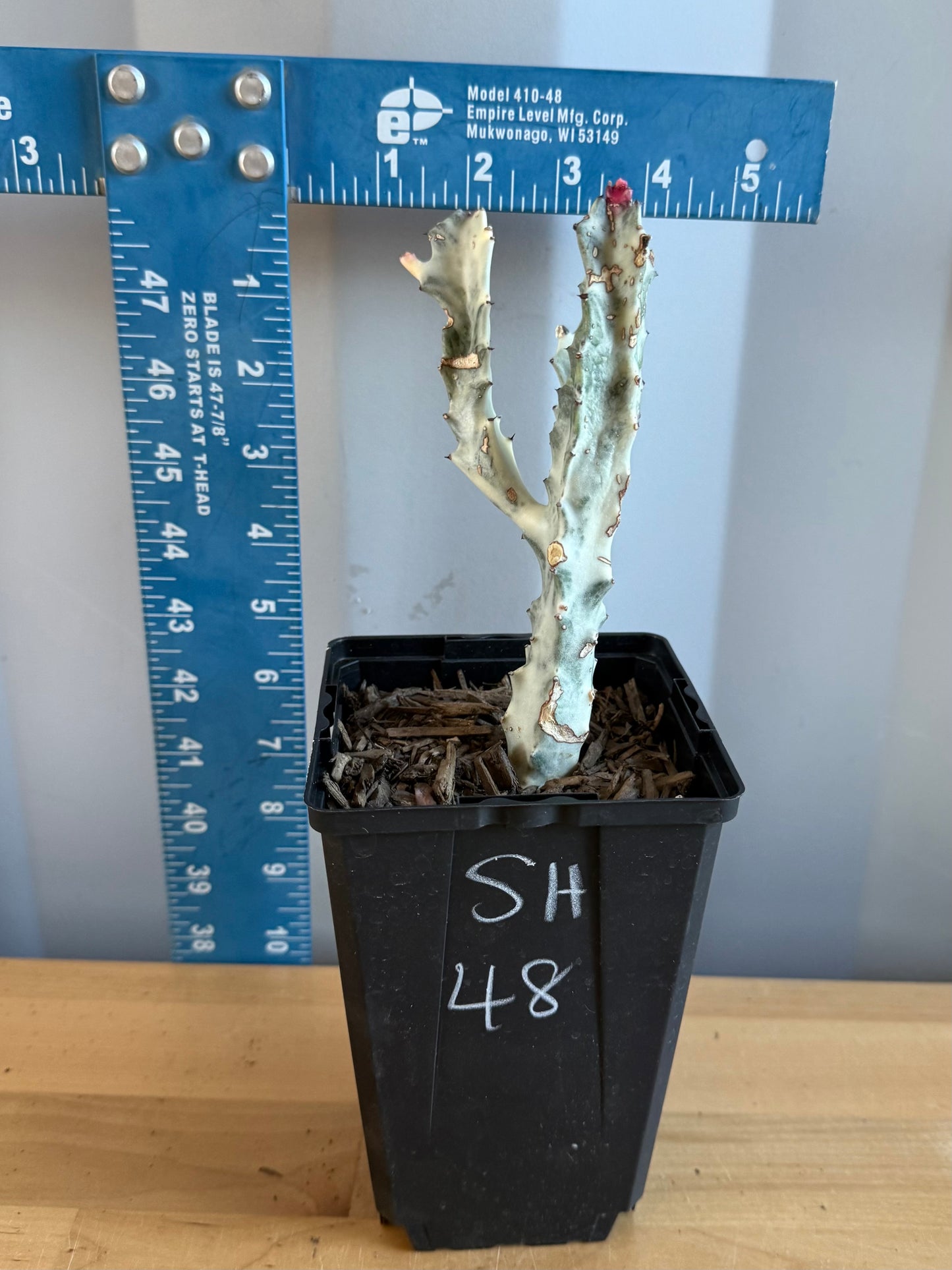 4-inch ‘Dragon Bones’ | Euphorbia lactea variegata ‘White Ghost’ SH48