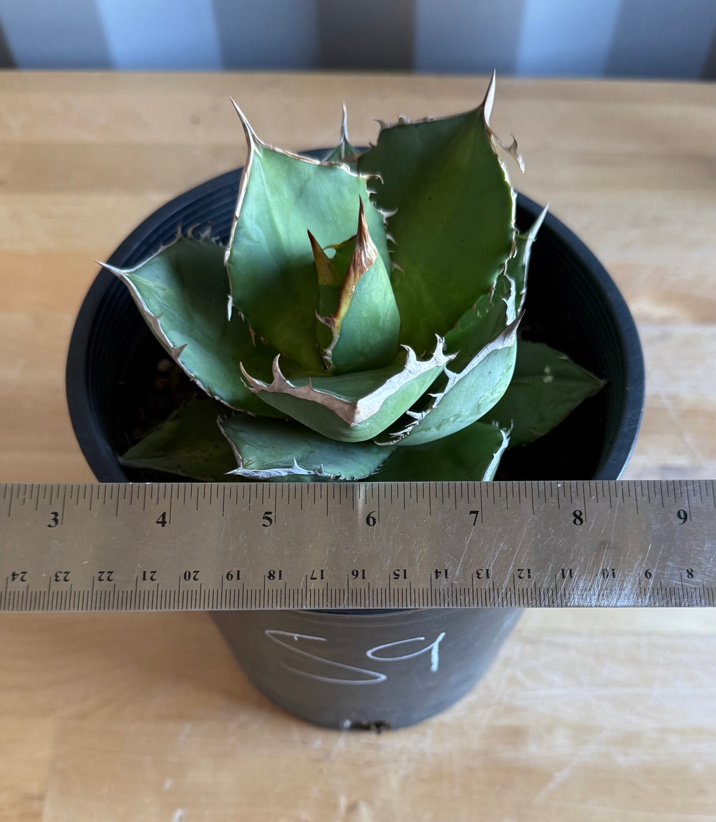 Agave titanota S9