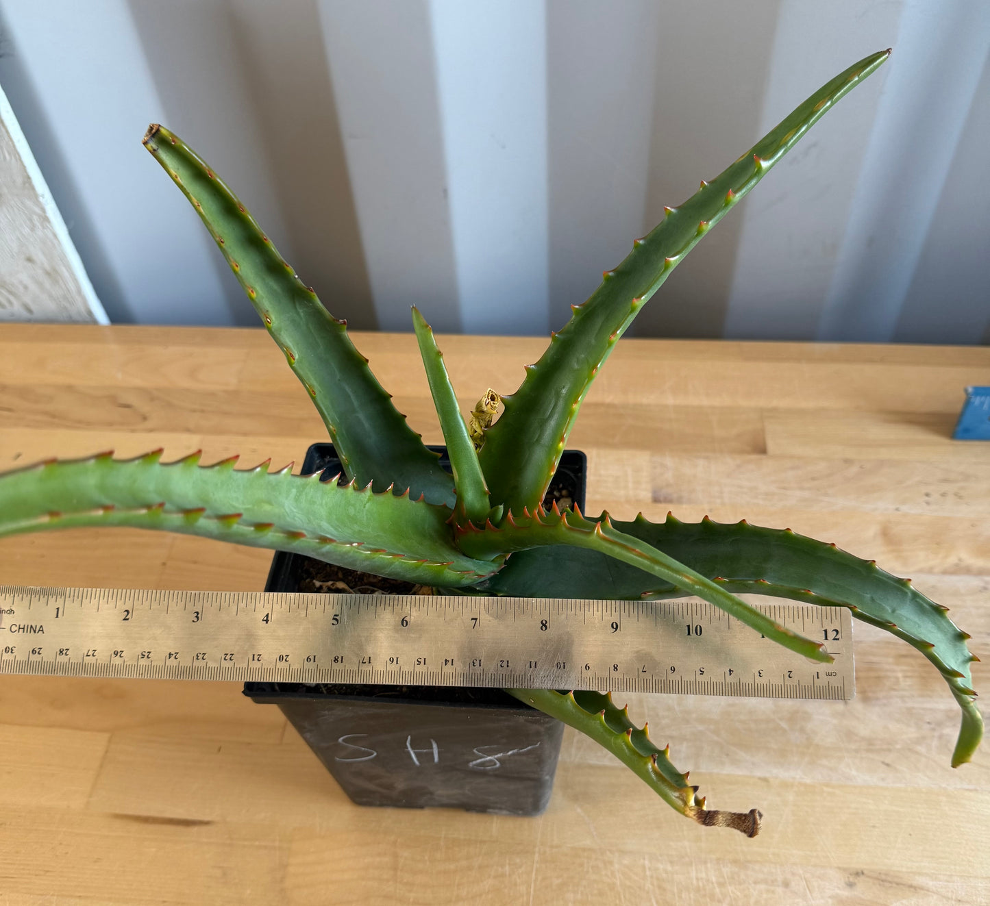 Aloe camperi SH8