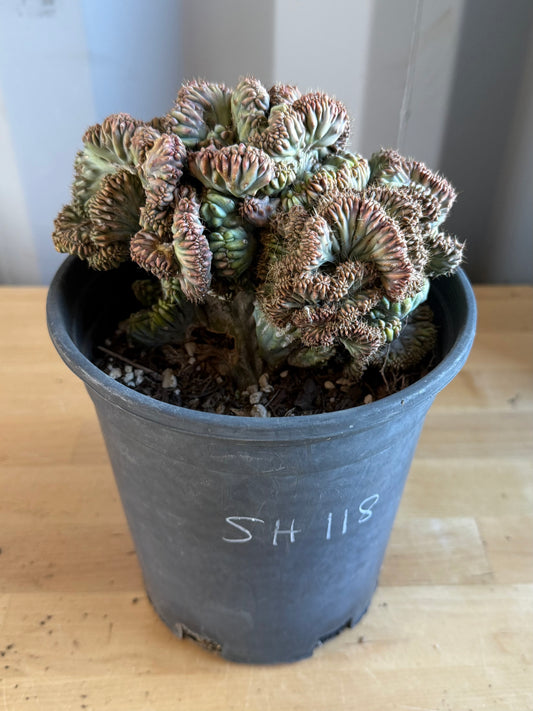 Myrtillocactus geometrizans ‘cristata’ SH118