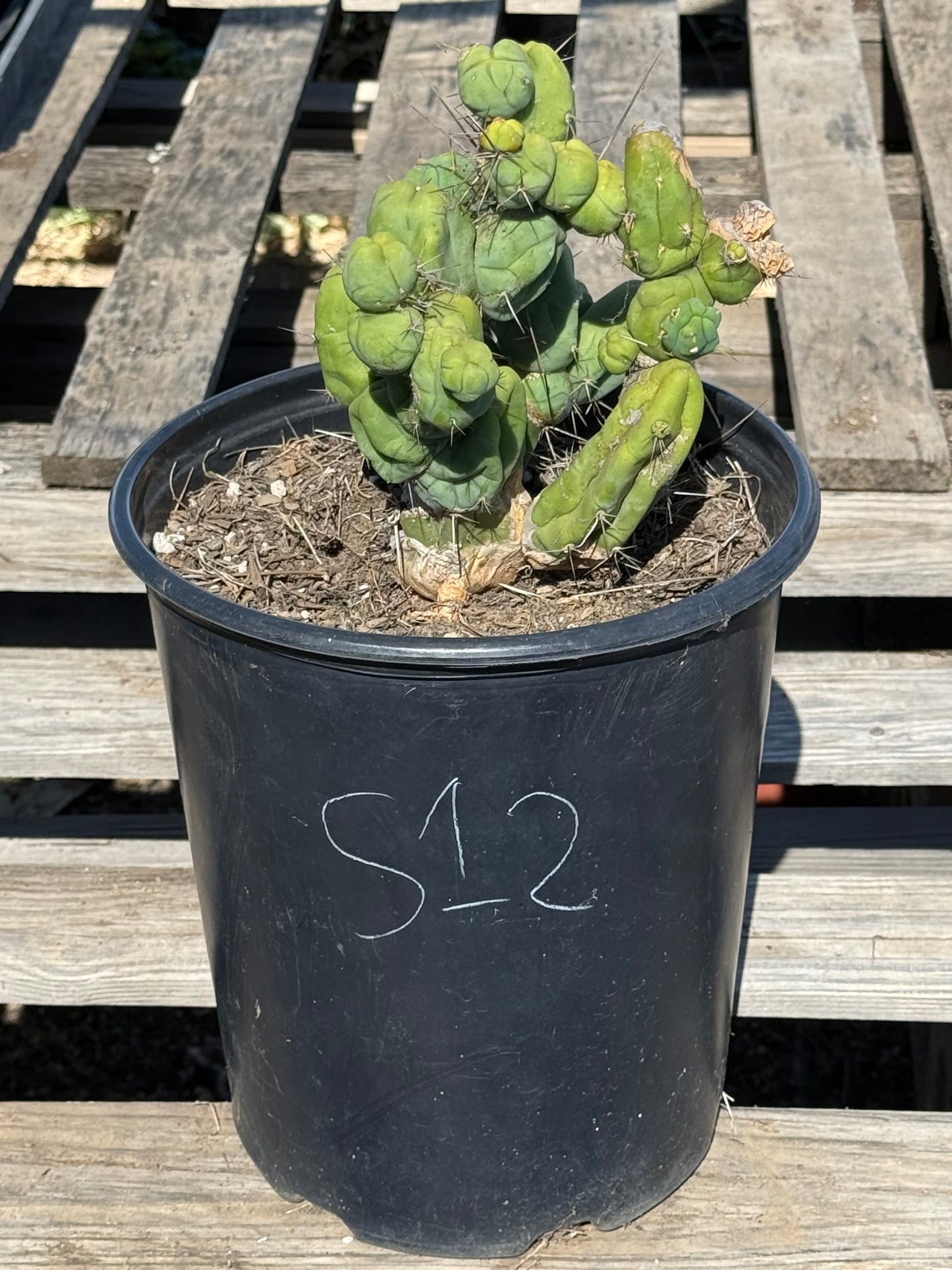 Monstrose Cactus S12
